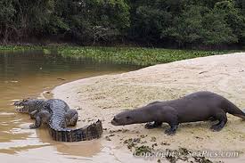 102742-450-giant-otter.jpg