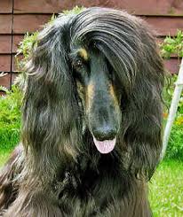 afghan-hound-0016.jpg&h=94&w=78&usg=__LFJIZd-gDlK0H46Zb82JxGPzKy0=